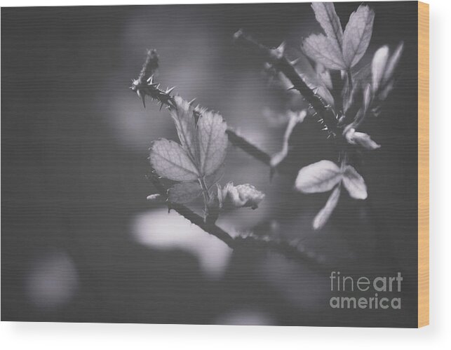 Adrian-deleon Wood Print featuring the photograph First signs of spring -Georgia by Adrian De Leon Art and Photography