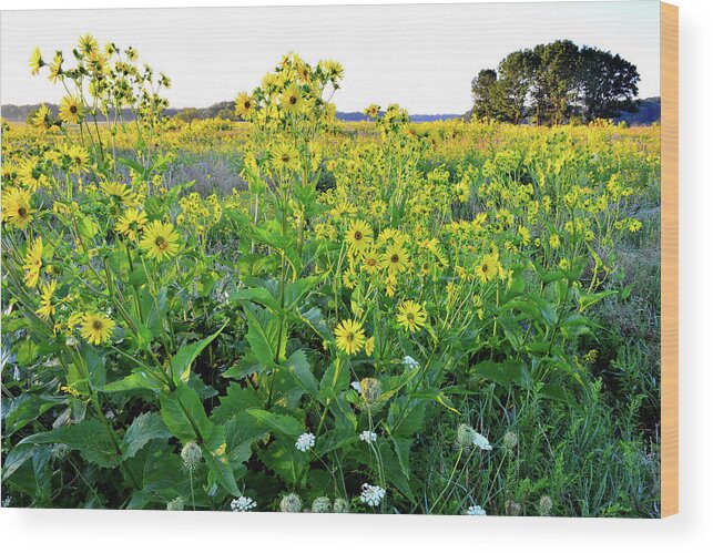 Chain-o-lakes State Park Wood Print featuring the photograph First Sunlight on Sunflowers in Chain-O-Lakes SP by Ray Mathis