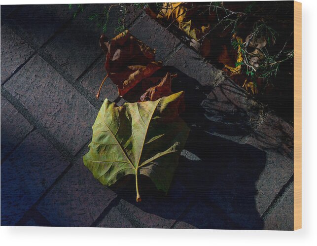 Fall Wood Print featuring the photograph First to Fall by Derek Dean