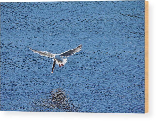 Herring Gull Wood Print featuring the photograph Fish For Breakfast by Debbie Oppermann