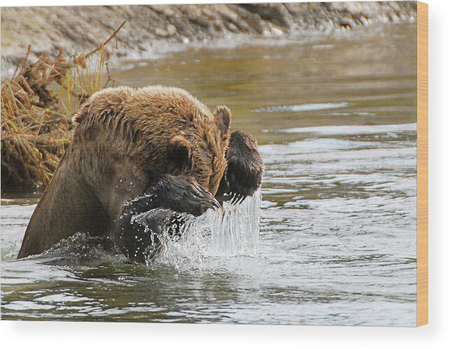 Fishing Wood Print featuring the photograph Fishing Grizzly Bear by Ted Keller