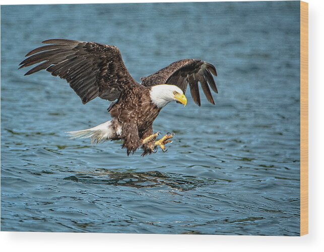 Bald Eagle Wood Print featuring the photograph Fishing by Jeanette Mahoney