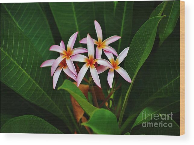 Plumeria Wood Print featuring the photograph Five of a Kind by Craig Wood