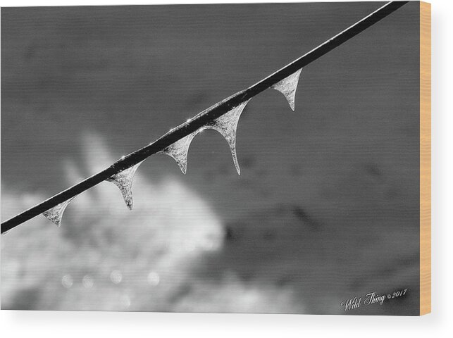 Black And White Wood Print featuring the photograph Fivecicles by Wild Thing