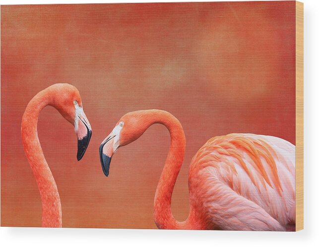 Flamingo Wood Print featuring the photograph Flamboyant Flamingos by Tom Mc Nemar