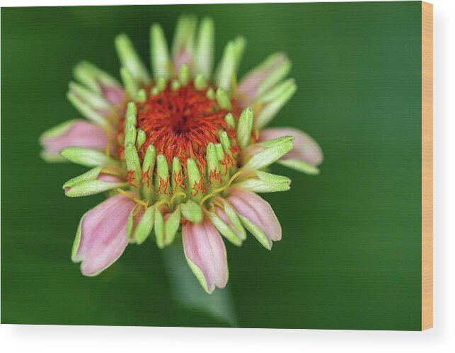 Flower Wood Print featuring the photograph Flamed Flower by Mary Anne Delgado