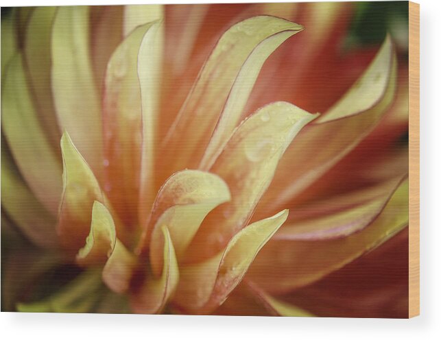 Dahlia Wood Print featuring the photograph Flaming Dahlia by Mary Angelini