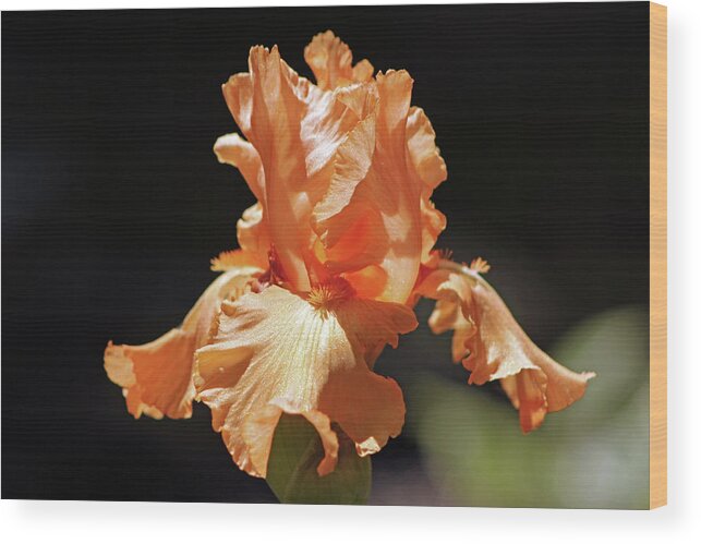Iris Wood Print featuring the photograph Flaming Floral by Deborah Crew-Johnson