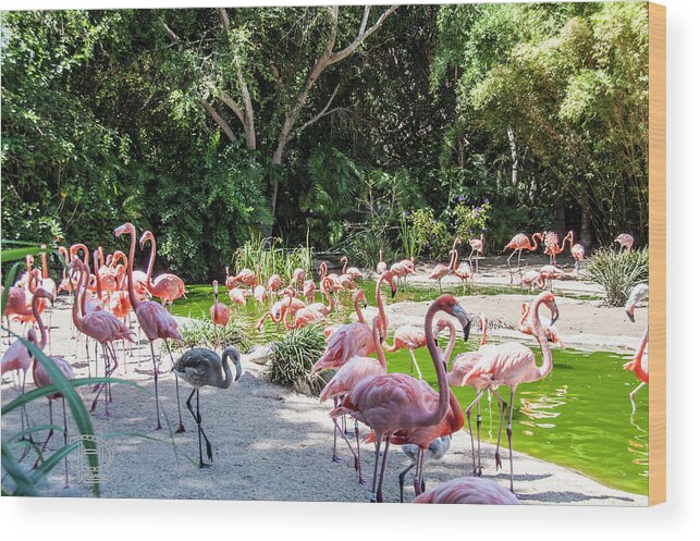 American Flamingo Wood Print featuring the photograph Flamingo Flock by Daniel Hebard