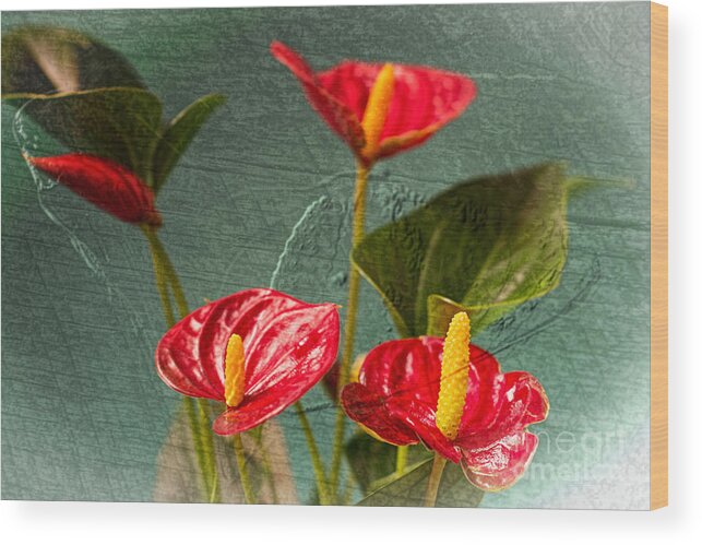 Flamingo Flowers Wood Print featuring the photograph Flamingo Flowers 2 by Steve Purnell