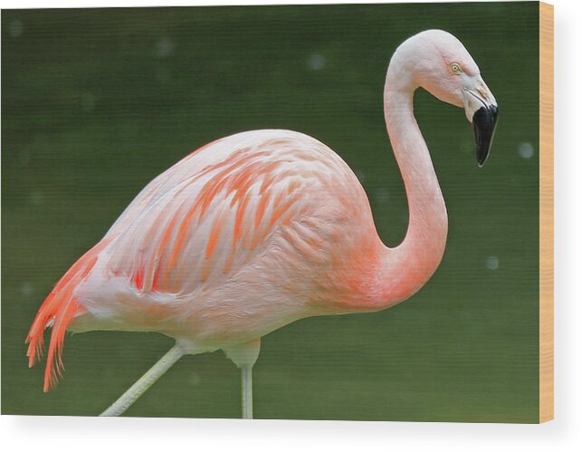Flamingo Wood Print featuring the photograph Flamingo Pink by Lynn Sprowl