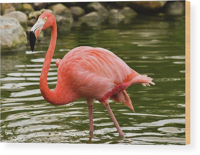 Flamingo Wood Print featuring the photograph Flamingo Wades by Nicole Lloyd
