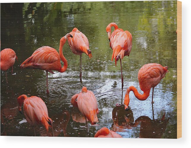Flamingo Wood Print featuring the photograph Flamingos Grooming by DB Hayes
