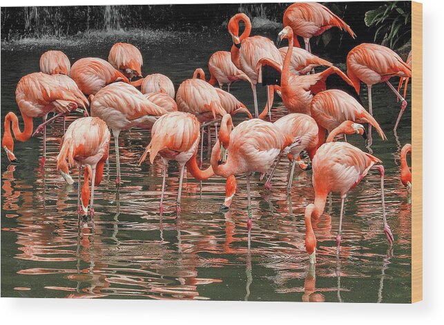 Flamingo Wood Print featuring the photograph Flamingo looking for food by Pradeep Raja Prints