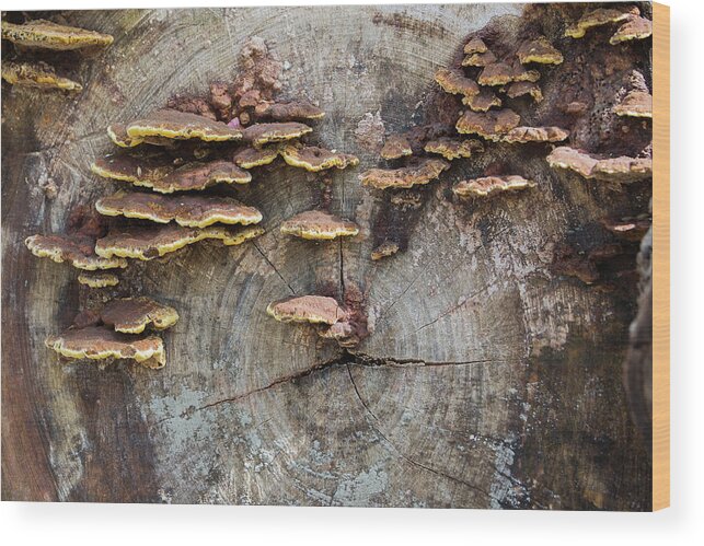 Ronnie Maum Wood Print featuring the photograph Flapjacks in a Log by Ronnie Maum