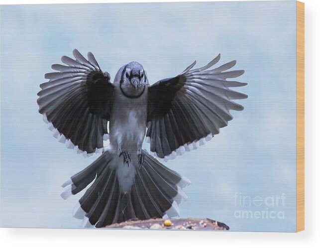 Blue Jay Wood Print featuring the photograph Flaps up for smooth landing by Dan Friend