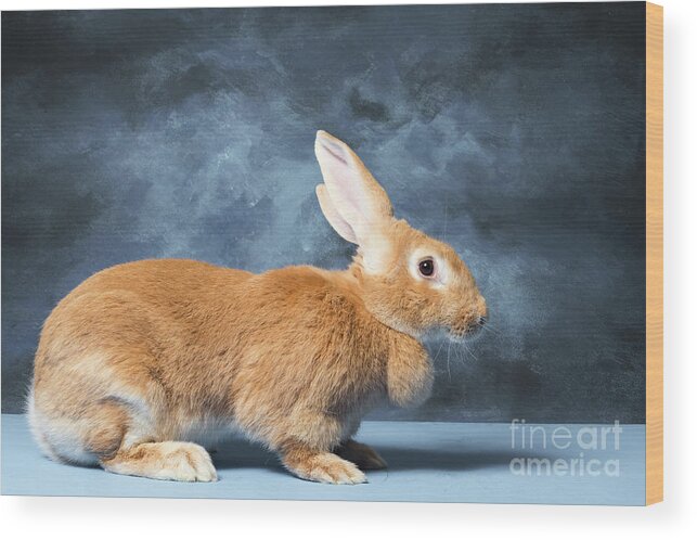 Animal Wood Print featuring the photograph Flemish Giant Rabbit by Les Palenik