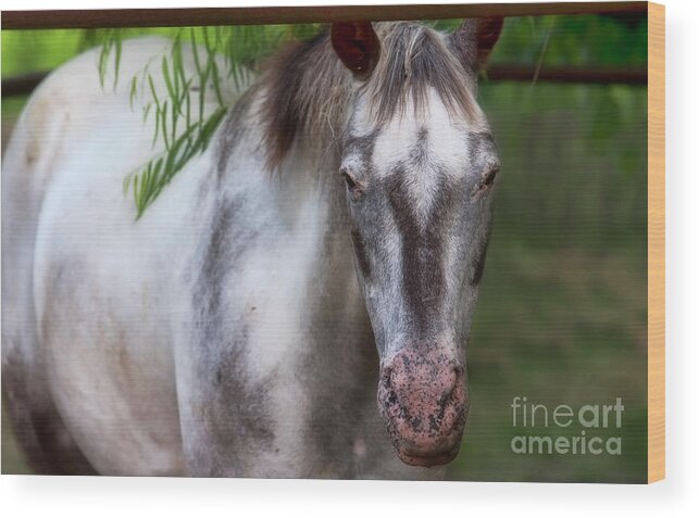 Horse Wood Print featuring the photograph Flicka by Joan Bertucci