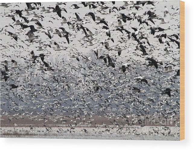 Snow Geese Wood Print featuring the photograph Flight of the Snow Goose by Elizabeth Winter