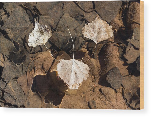  Wood Print featuring the photograph Floaters by Deborah Hughes