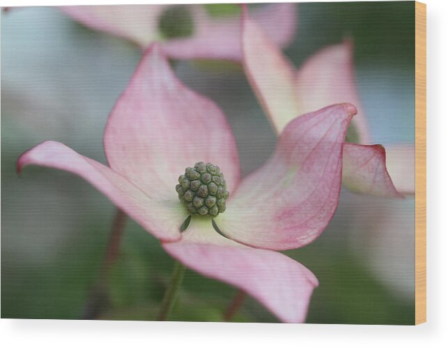 Dogwood Wood Print featuring the photograph Floating by Connie Handscomb