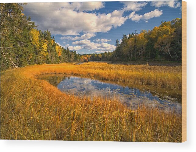 Raven Head Wilderness Wood Print featuring the photograph Floodplane Autumn by Irwin Barrett