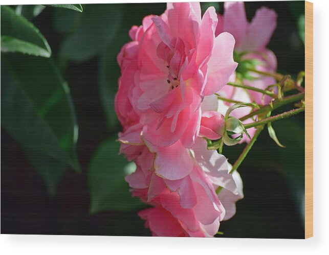 Flora Wood Print featuring the photograph Flora No. 3 by Sandy Taylor