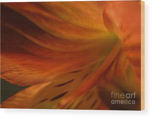 Wall Art Wood Print featuring the photograph Floral Abstract by Kelly Holm