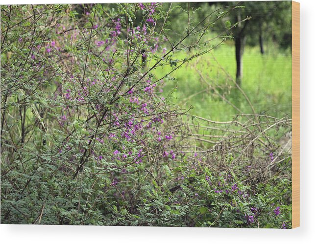 Flowers Wood Print featuring the photograph Floral bush by Sumit Mehndiratta