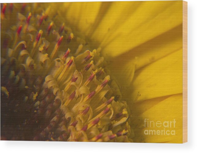 Wall Art Wood Print featuring the photograph Floral Matchsticks by Kelly Holm