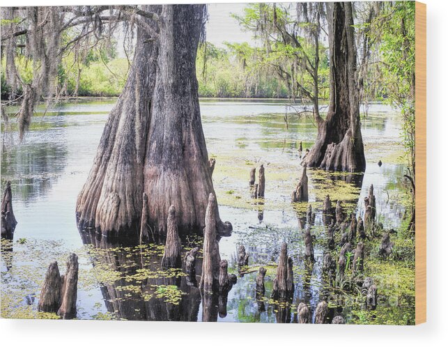 Photographs Wood Print featuring the photograph Florida Cypress, Hillsborough River, Fl by Felix Lai