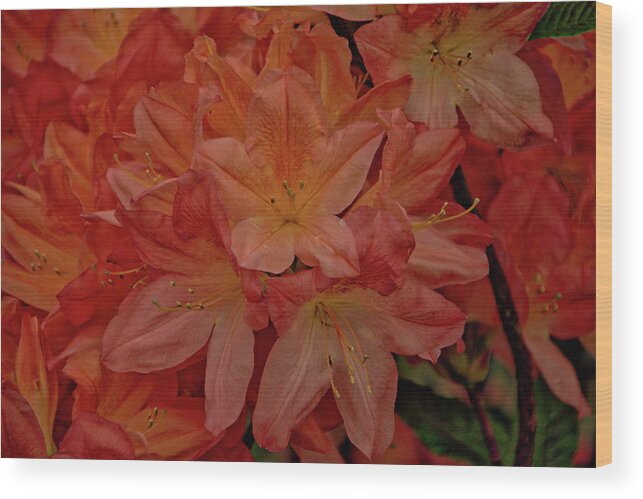 Belgium Wood Print featuring the photograph Flower 7 by Ingrid Dendievel