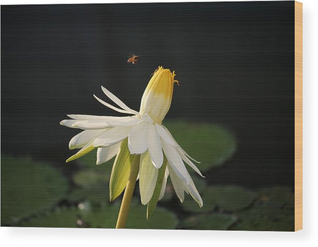 Singapore Wood Print featuring the photograph Flower and Bee in Singapore by Diane Height