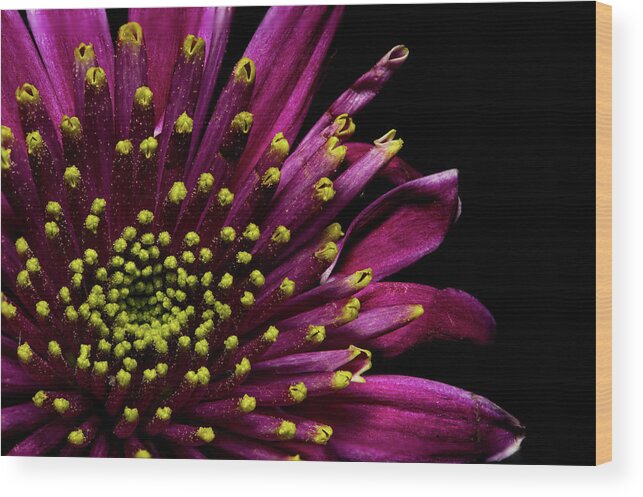 Purple Wood Print featuring the photograph Flower for You by Tammy Ray