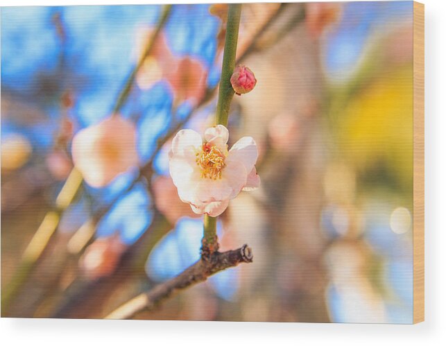 Flower Wood Print featuring the photograph Flower of Plum by Hyuntae Kim