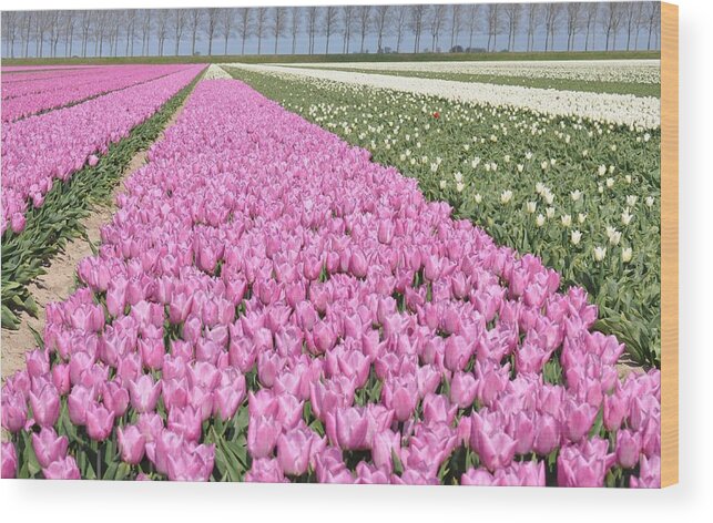 Flowerfields Wood Print featuring the photograph Flowerfield, pink tulips by Eduard Meinema