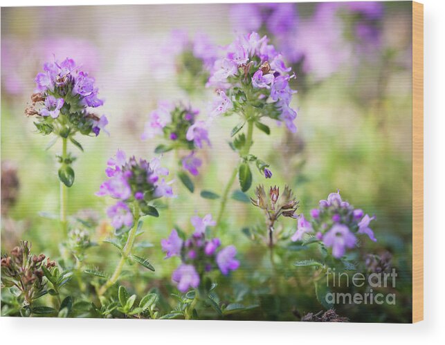 Thyme Wood Print featuring the photograph Flowering thyme 2 by Elena Elisseeva
