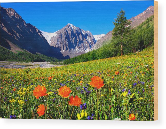 Russian Artists New Wave Wood Print featuring the photograph Flowering Valley. Mountain Karatash by Victor Kovchin