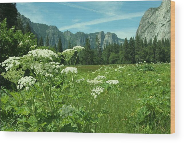California Wood Print featuring the photograph Flowers in the Valley by Cheryl Wallace