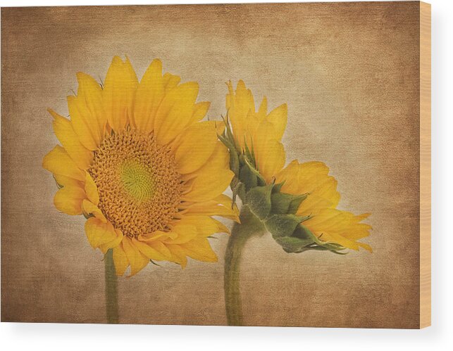 Sunflower Wood Print featuring the photograph Flowers of the Sun by Kim Hojnacki