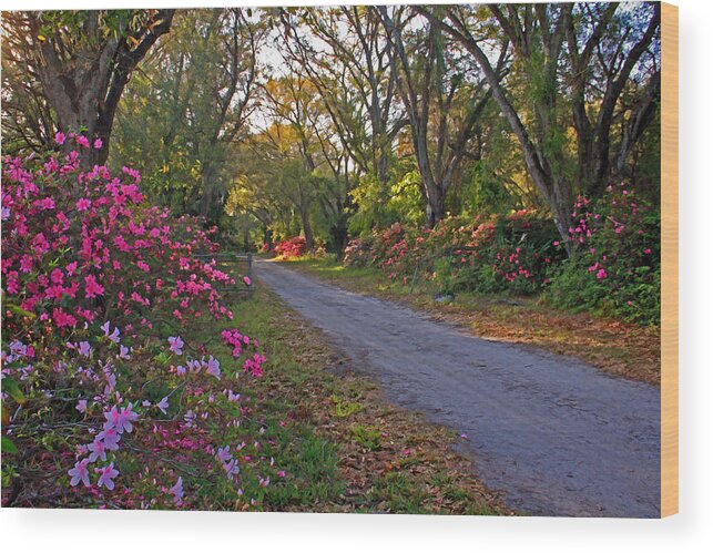 Flower Wood Print featuring the photograph Flowers - Spring Fling by HH Photography of Florida