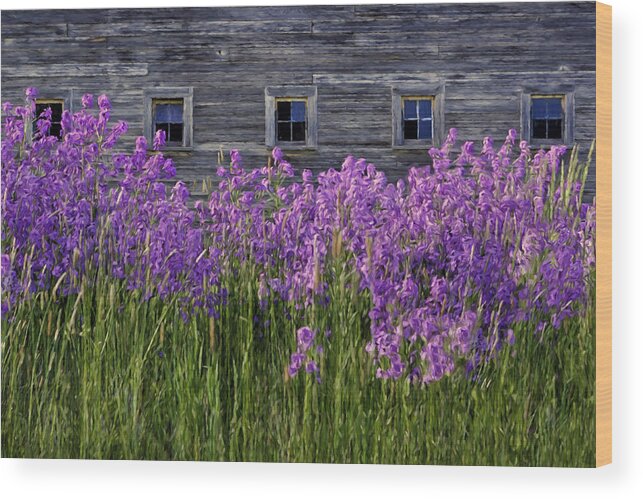 Weathered Barn Wood Print featuring the photograph Flowers - Windows in Weathered Barn - 2 by Nikolyn McDonald
