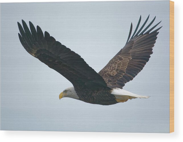 Bald Eagle Wood Print featuring the photograph Flying Bald Eagle by Peter Ponzio