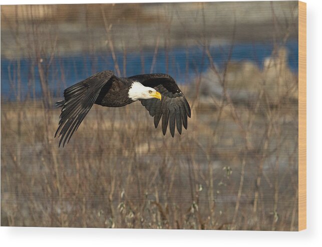 Eagle Wood Print featuring the photograph Flying By by Shari Sommerfeld