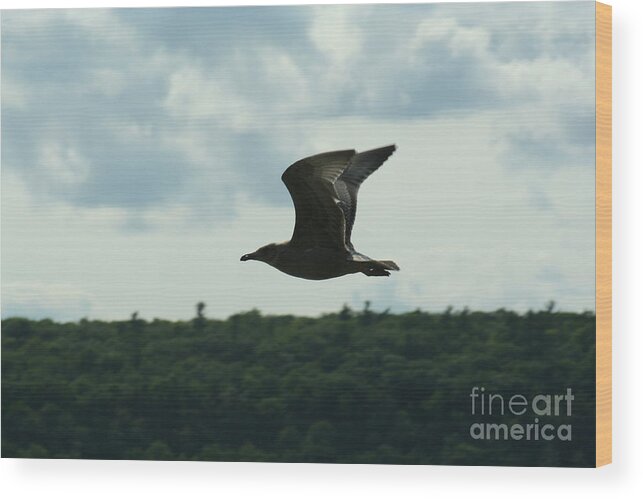 Ephraim Wood Print featuring the photograph Flying Ephraim WI by Tommy Anderson