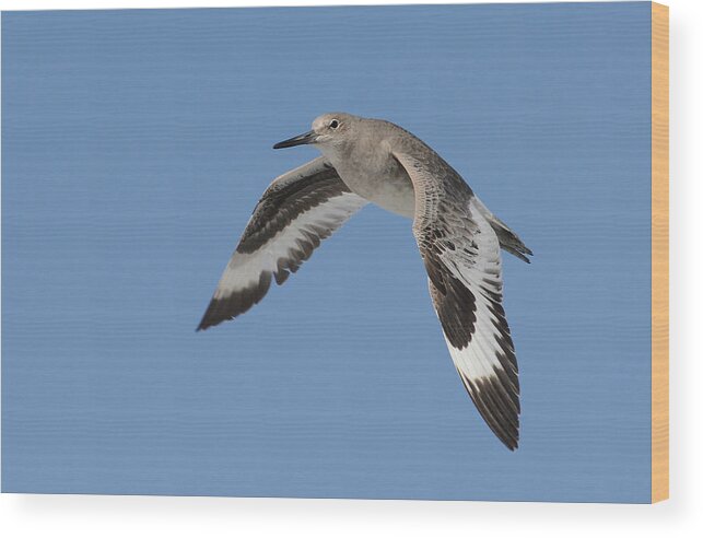 Willet Wood Print featuring the photograph Flying High by Fraida Gutovich
