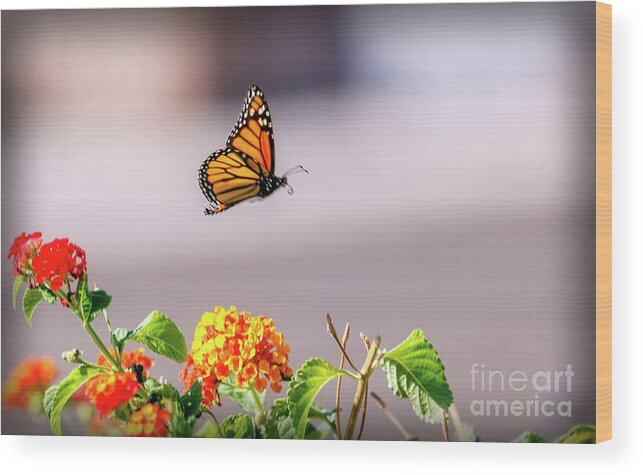 Orange Wood Print featuring the photograph Flying Monarch Butterfly by Robert Bales