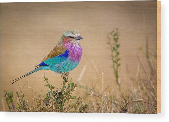 Bird Wood Print featuring the photograph Flying Rainbow by Jeffrey C. Sink