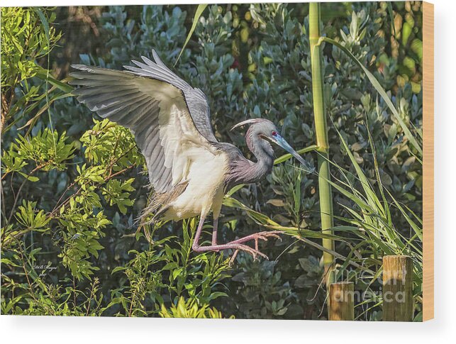 Herons Wood Print featuring the photograph Focused On A Pile Landing by DB Hayes
