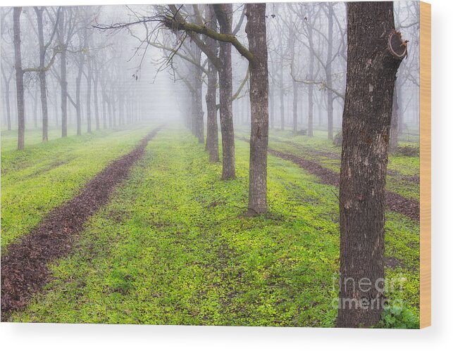 Fog Wood Print featuring the photograph Fog and Orchard by Anthony Michael Bonafede